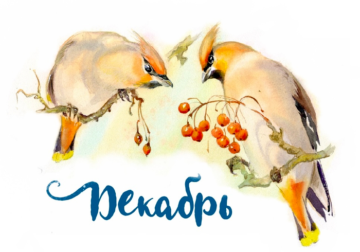 Декабрь, свиристели. В. Бианки «Синичкин календарь»
