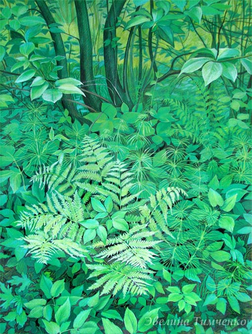 Папоротник