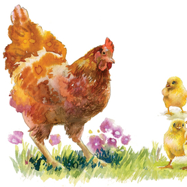 Курица с цыплятами