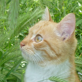 Домашний питомец 