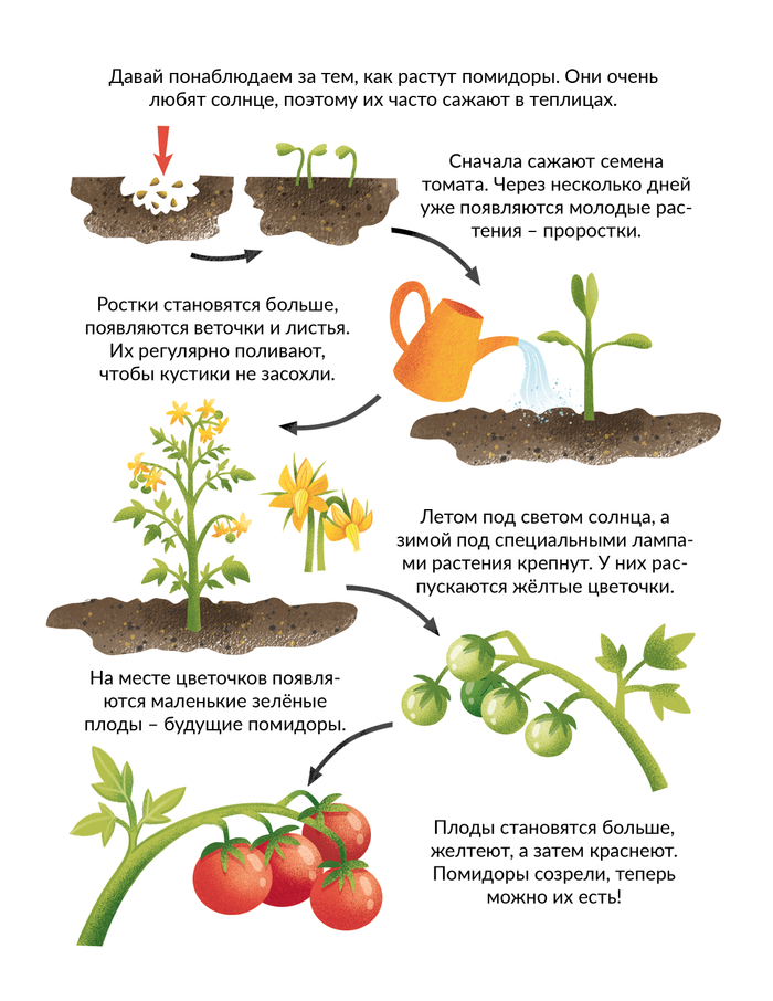 Как растут овощи?