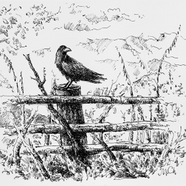 Изгородь с Вороном