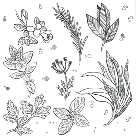 Пряные травы