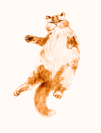 Котэ. Вид сверху