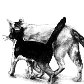 Прогулка) за мышами.