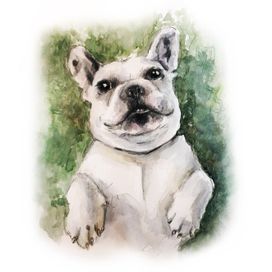 Французский бульдог