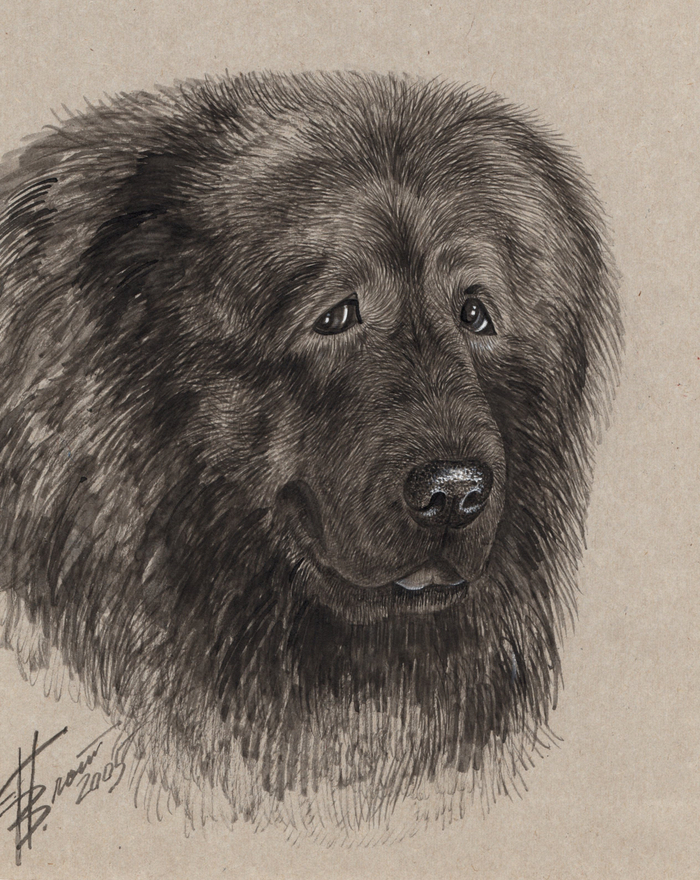 Кавказская овчарка