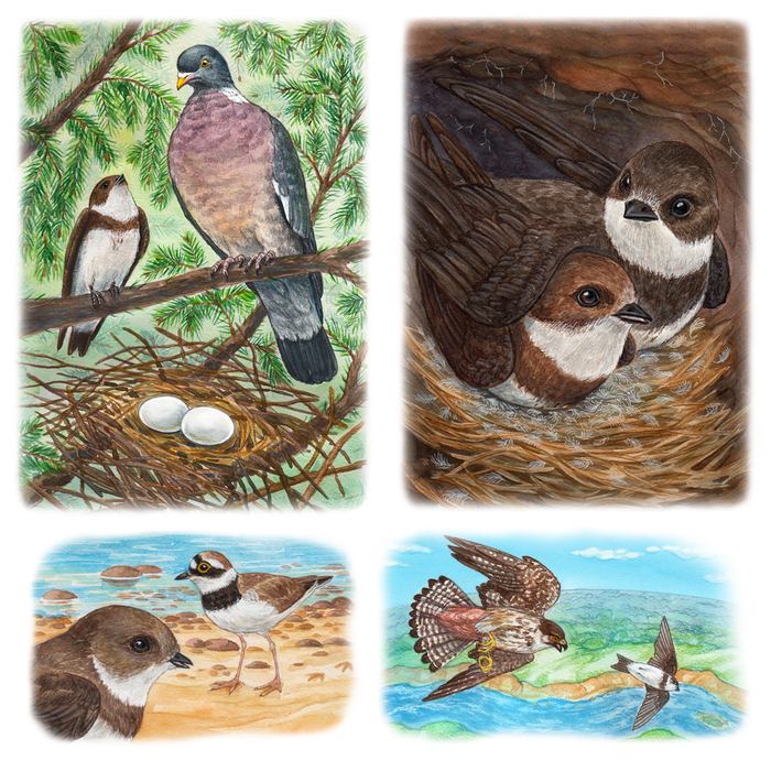 Из жизни ласточки-береговушки