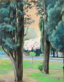 Розовый куст в Будве