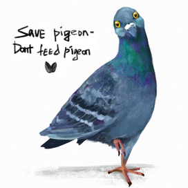 Pigeon