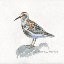 Птицы России. Красная книга