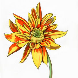 Желтая хризантема