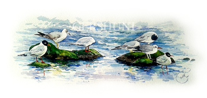 В море они ощущают уют..