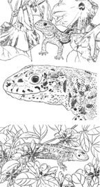 Ящерицы для рассказов о ящерицах