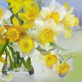 Нарциссы