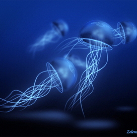 Jellyfishes