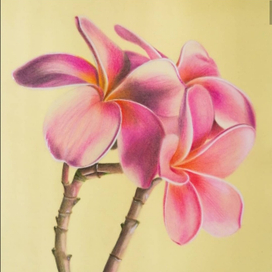 Плюмерия 