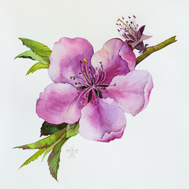 Цветок персика