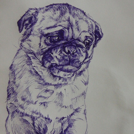 Мопс Барклай