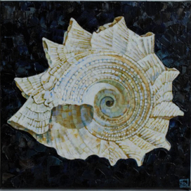 Морская раковина Astraea heliotropium