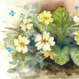 Весенняя примула