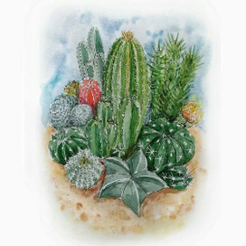 Дары пустыни