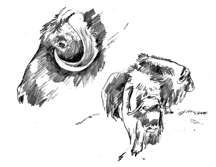 Год быка. Овцебык