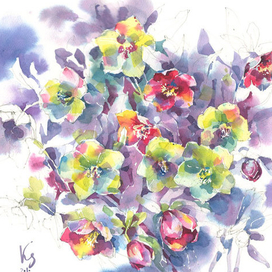 Морозник кавказский