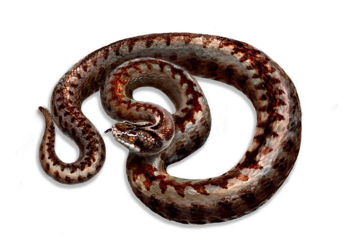 Гадюка обыкновенная (Vipera berus)