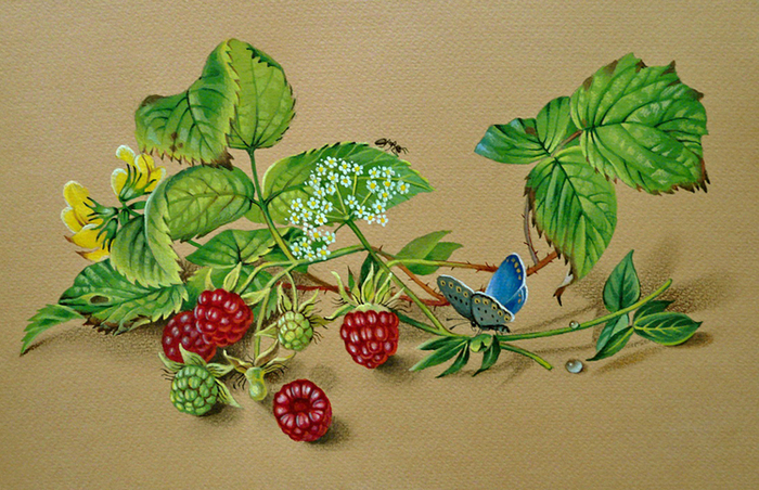 Малина, муравей и голубянка