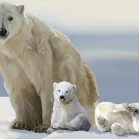 Белые медведи