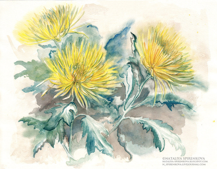 Хризантемы.