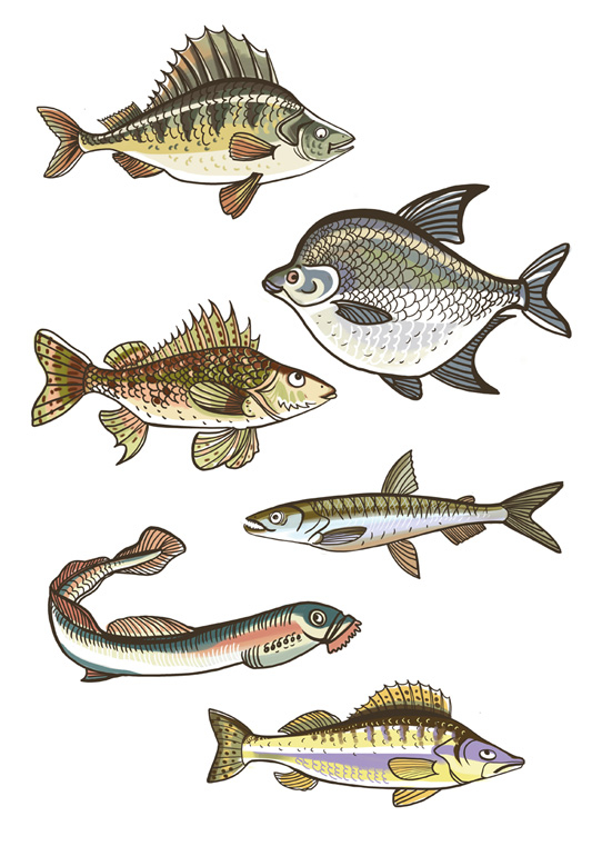 Рыбки для детского проекта