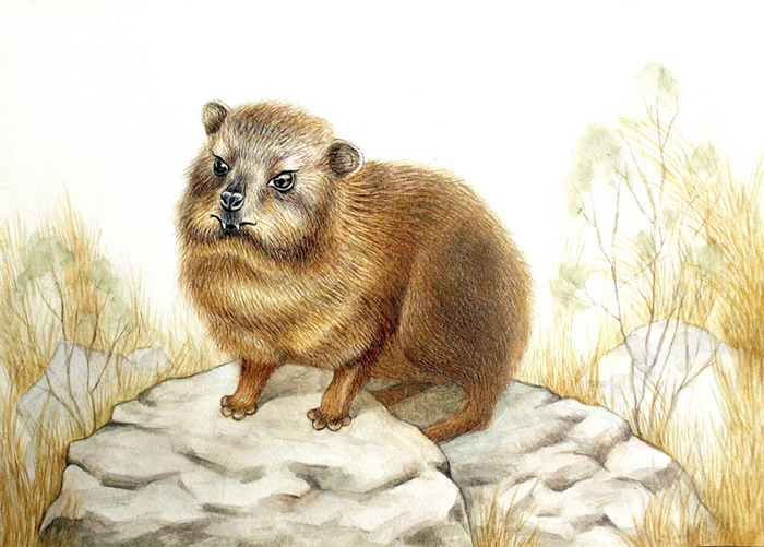 Жиряк Фёдор.