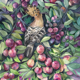 Удод в сливах