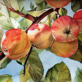 Яблоки на ветке