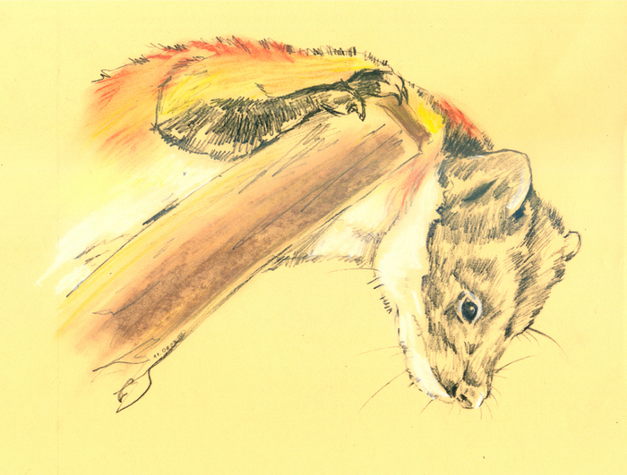 Харза. Дальневосточная куница