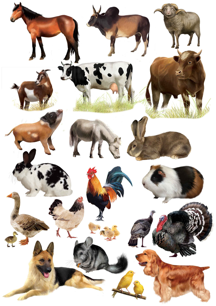 домашние животные энциклопедия