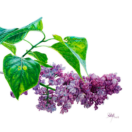 Сирень, ботаническая иллюстрация, выполнена акварелью и переведена в JPEG file с растушёвкой краёв, изолирована на белом фоне.