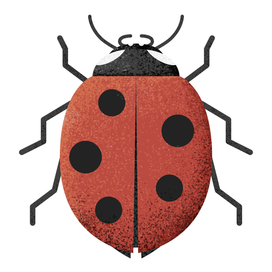 Божья коровка