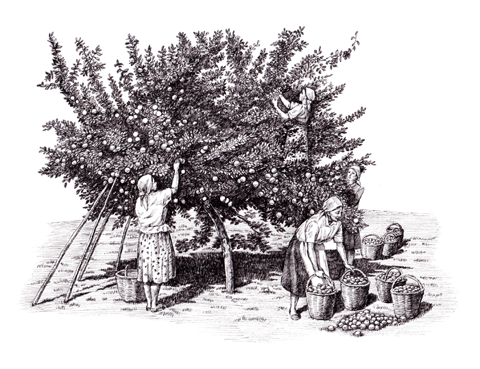 Сбор урожая.   По мотивам живописного произведения.