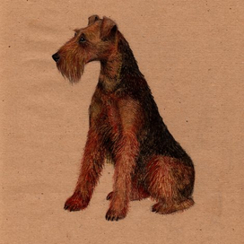 Портрет вельш-терьера