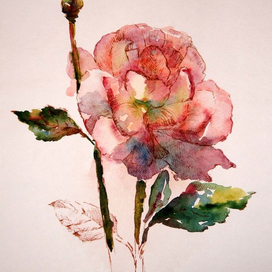 Акварельная роза