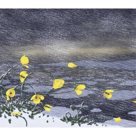 полярные маки