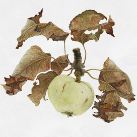 Яблоко Барокко