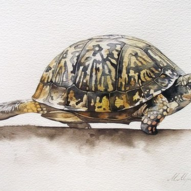 Черепаха