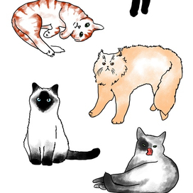 Кошачий паттерн