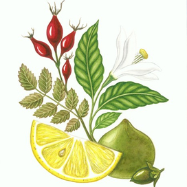 Ботанические иллюстрации