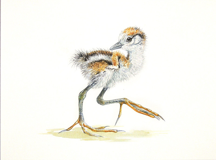 Птенец яканы