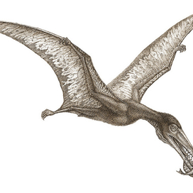 орнитохейрус